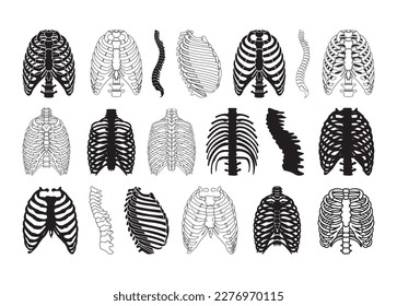 Rib cage images stock photos d objects vectors