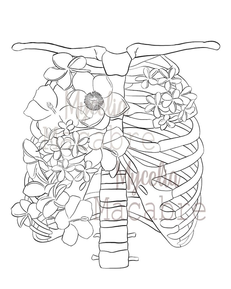 Human rib cage coloring page anatomical coloring page printable diy wall art anatomical art instant download