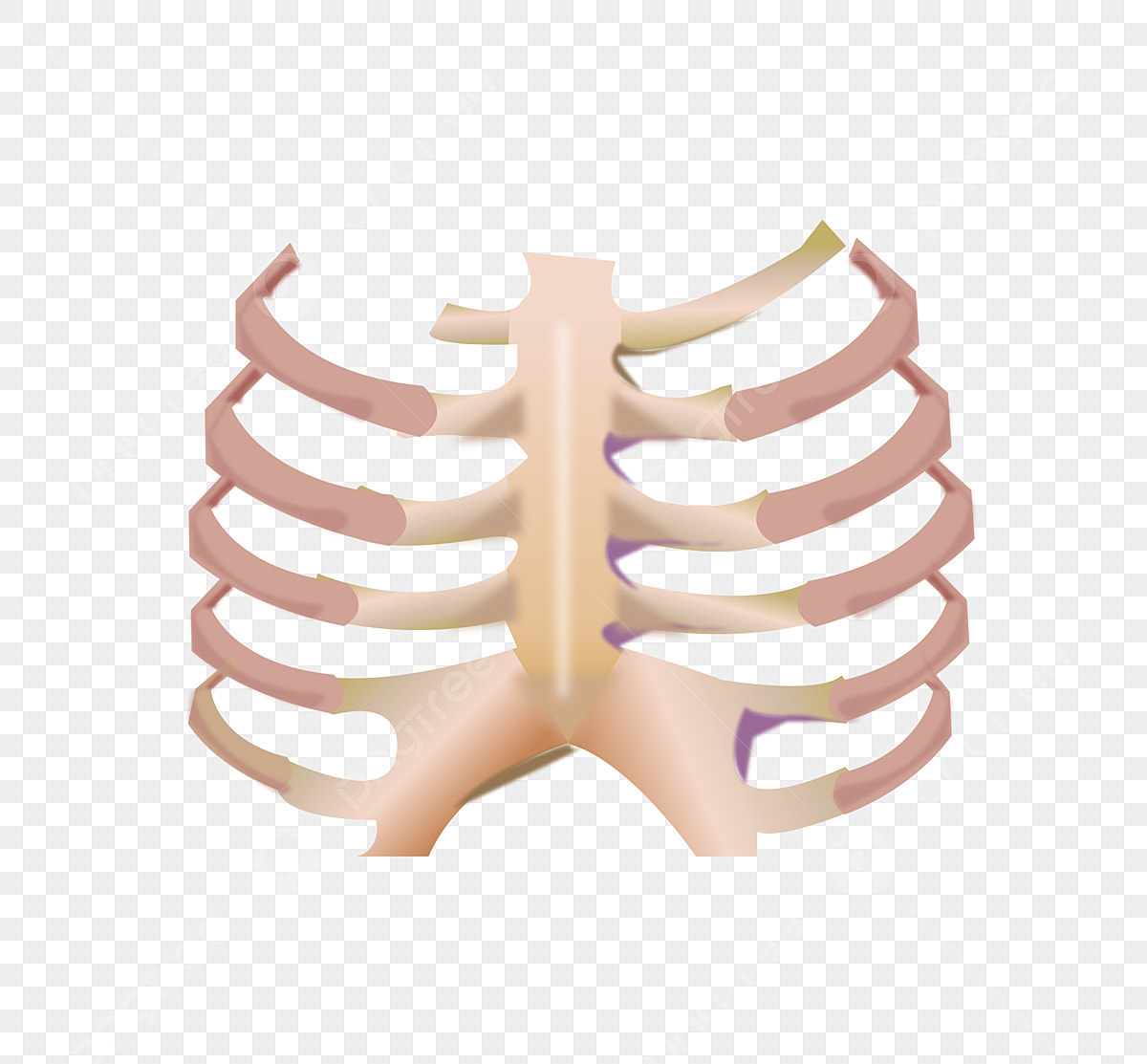 Rib cage png transparent images free download vector files