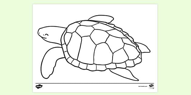 Turtle colouring page colouring sheets teacher made