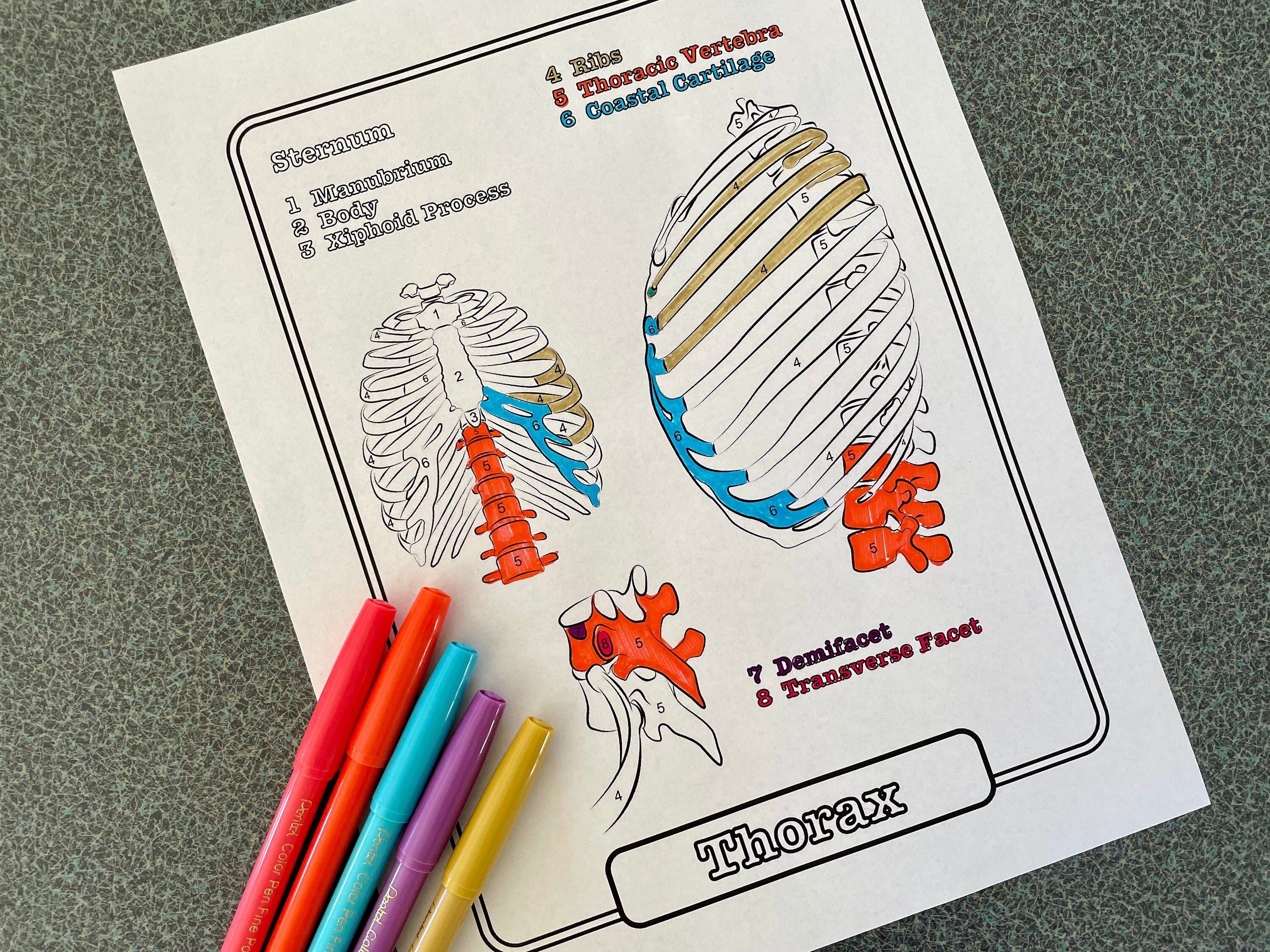 Rib cage coloring page sheet rn med student study guide printable instant download