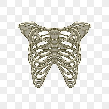 Rib cage png transparent images free download vector files