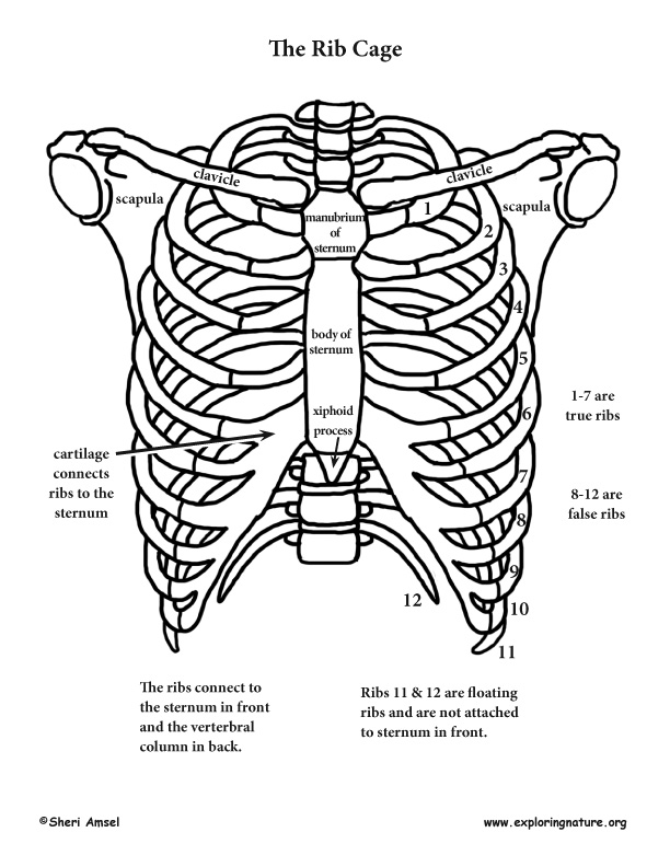 Shoulder rib cage and upper limb