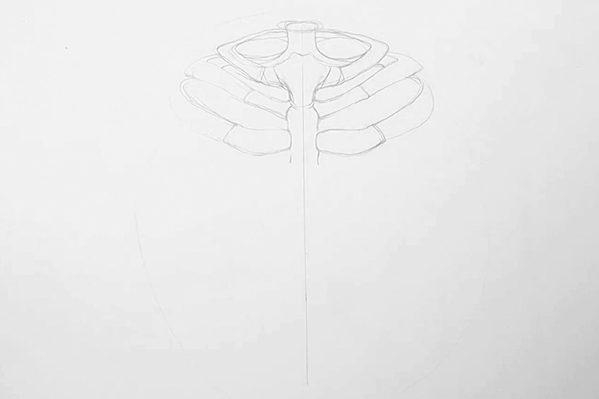 How to draw a rib cage