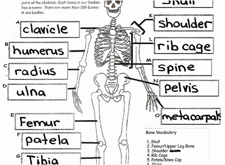 Printable anatomy labeling worksheets luxury skeleton parts printable human anatomy anâ human anatomy and physiology anatomy coloring book human skeletal system