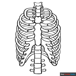Rib cage coloring page easy drawing guides