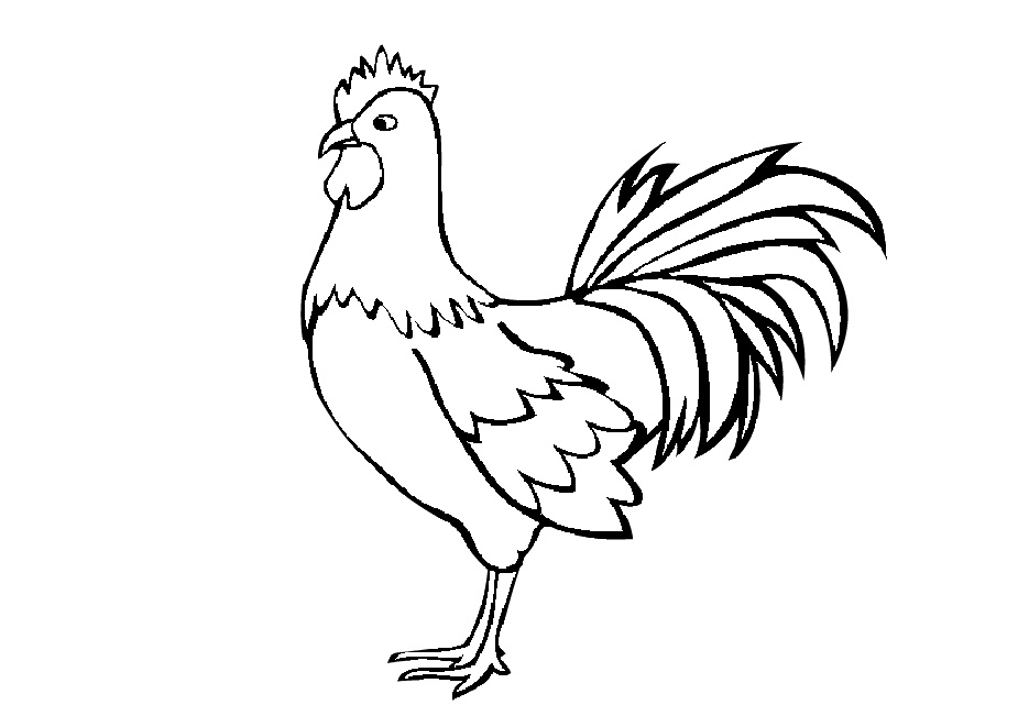 Rooster coloring pages for kids animals birds coloring