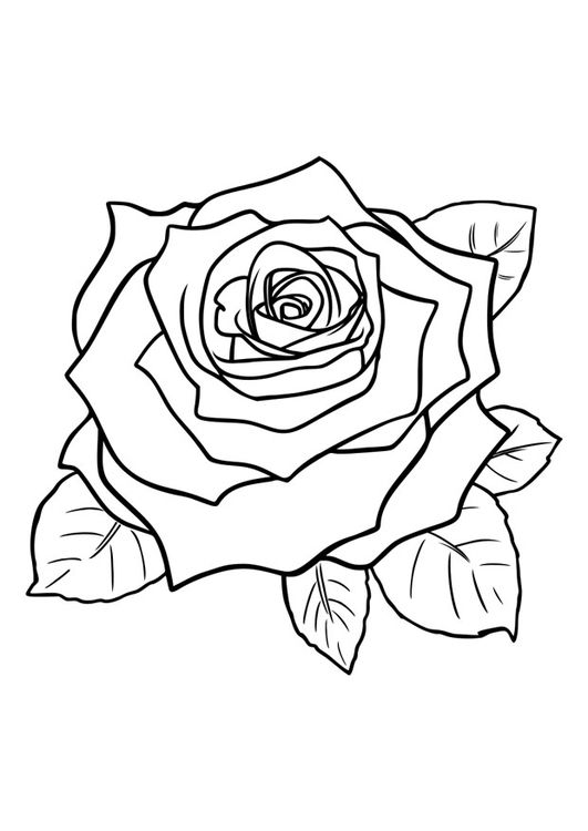 Coloring page rose