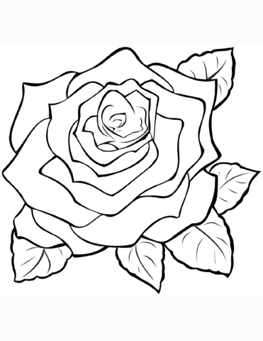 Coloring pages free printable coloring pages of rose