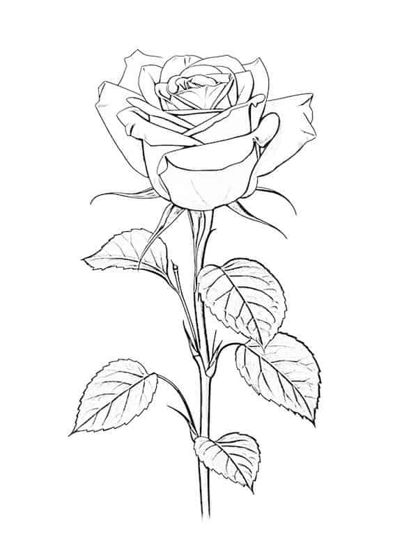 Beautiful rose coloring pages for kids and adults