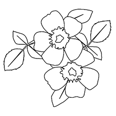 Top free printable beautiful rose coloring pages for kids