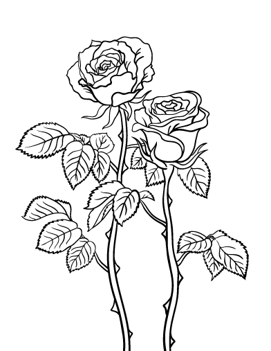 Free rose coloring page