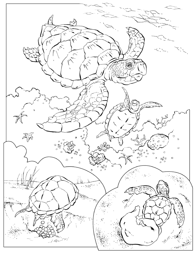 Sea turtle coloring page