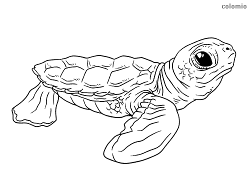 Turtles coloring pages free printable turtle coloring sheets