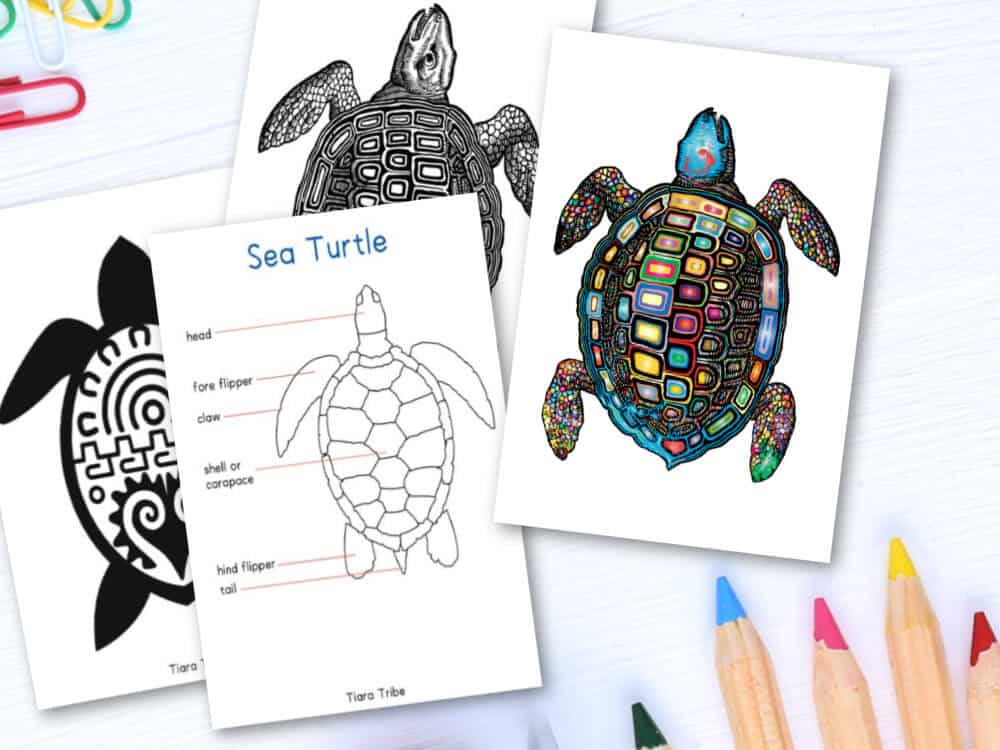 Sea turtle coloring pages