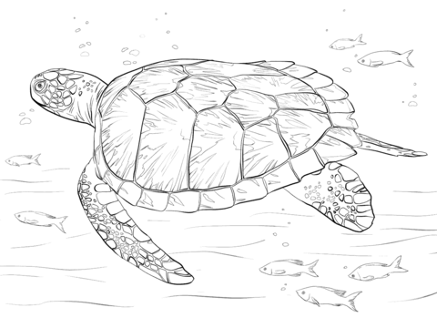 Green sea turtle coloring page free printable coloring pages