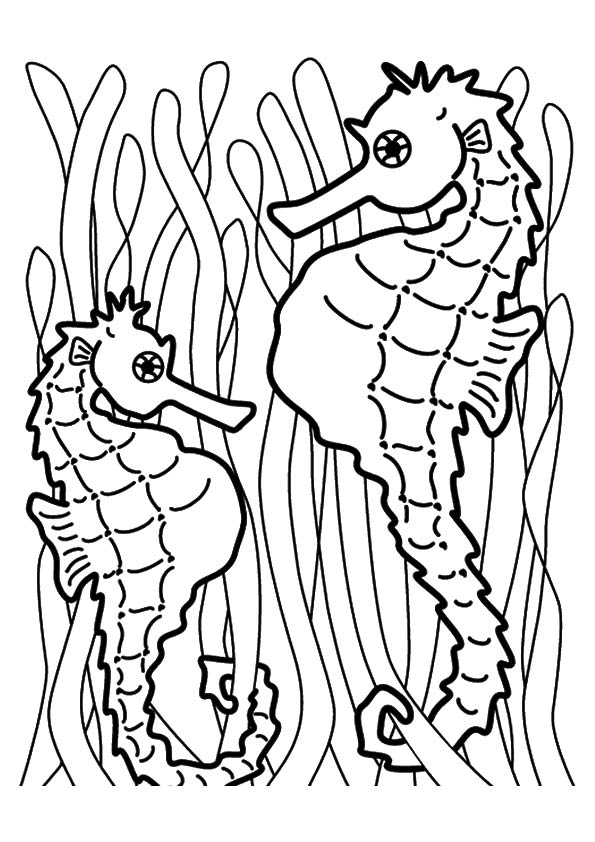 Free printable facing seahorses coloring picture assignment sheets pictures for child