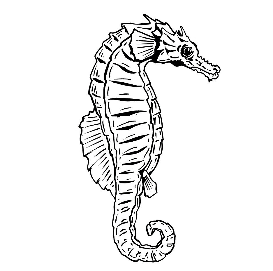 Free printable seahorse coloring pages for kids