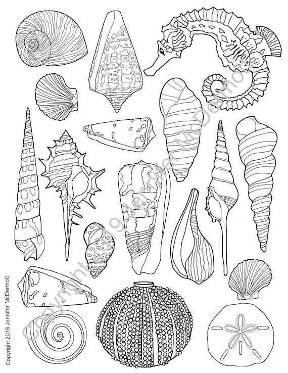 Seashell coloring pages