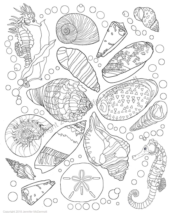 Seashell coloring pages