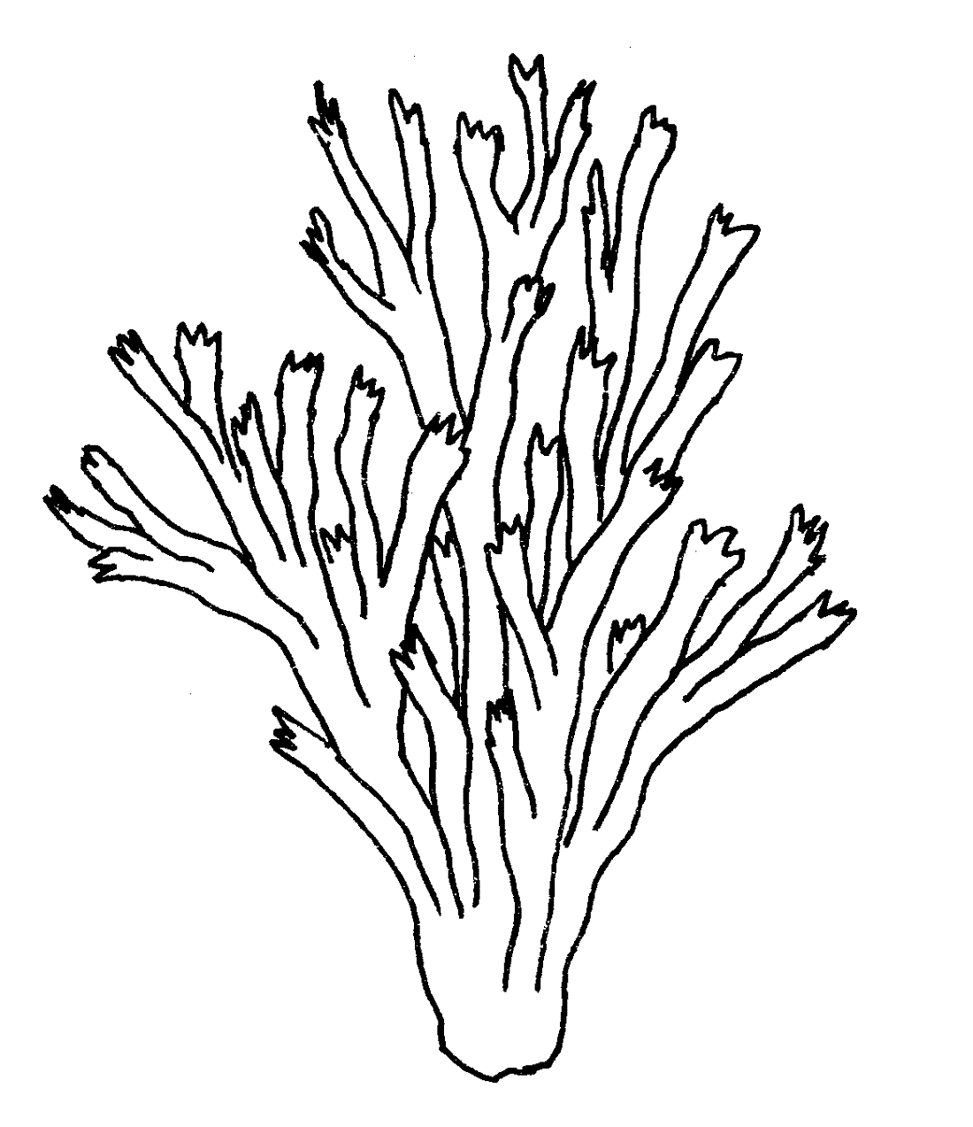 Free seaweed coloring pages for kids educative printable ocean plants coral drawing coral reef drawing