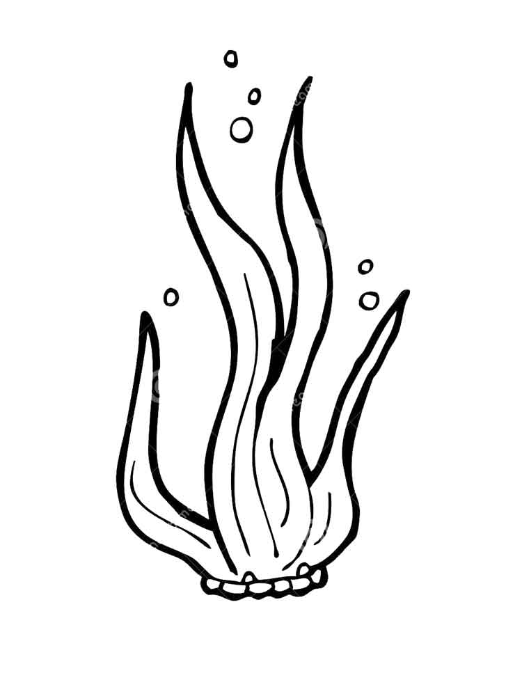 Seaweed coloring pages