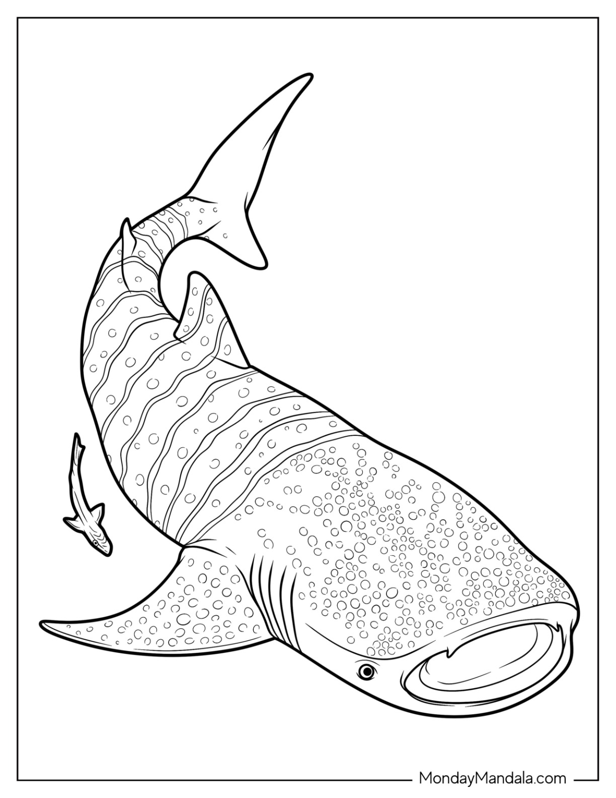 Shark coloring pages free pdf printables