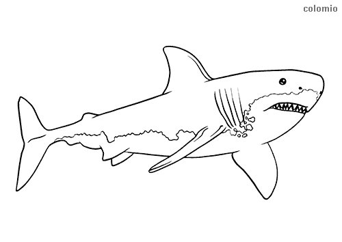 Sharks coloring pages free printable shark coloring sheets