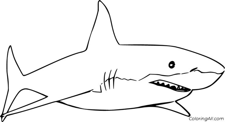 Free printable great white shark coloring pages in vector format easy to print from any device and automatâ shark coloring pages white sharks animal outline