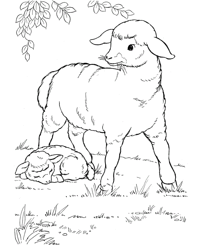 Free printable sheep coloring pages for kids