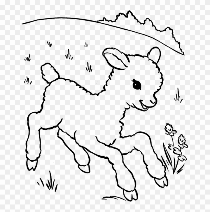 Free a baby sheep is called a lamb coloring pages