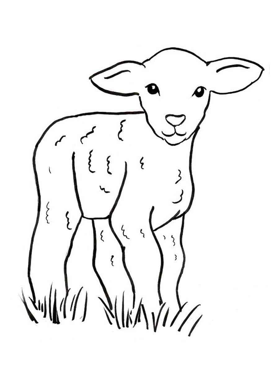 A lamb coloring page