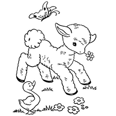 Top free printable sheep coloring pages online