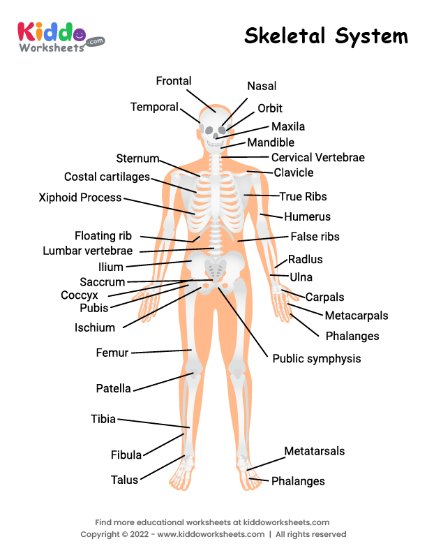 Free printable skeletal system worksheet