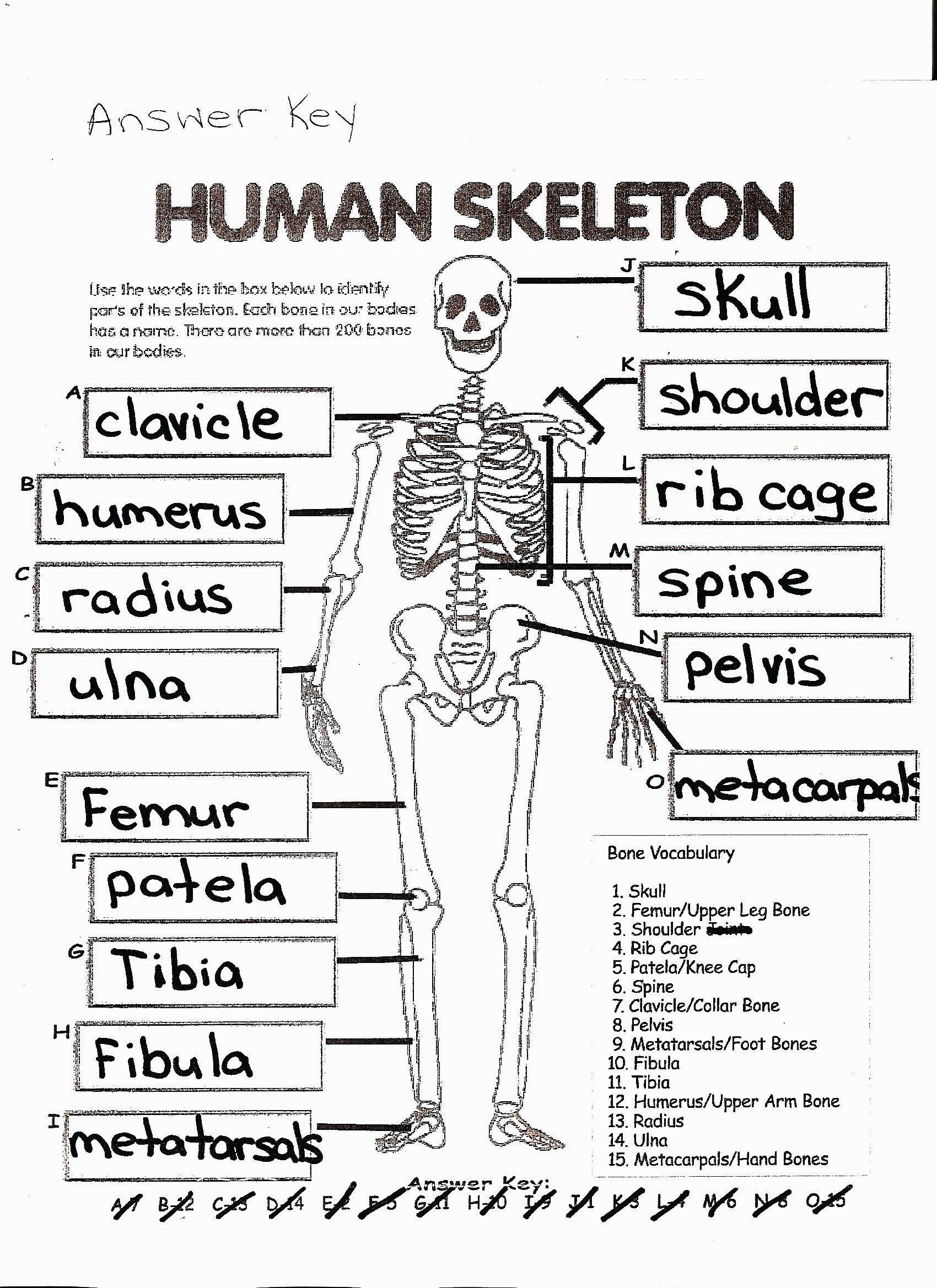 Anatomy coloring pages coloring page free printable human anatomy coloring pages