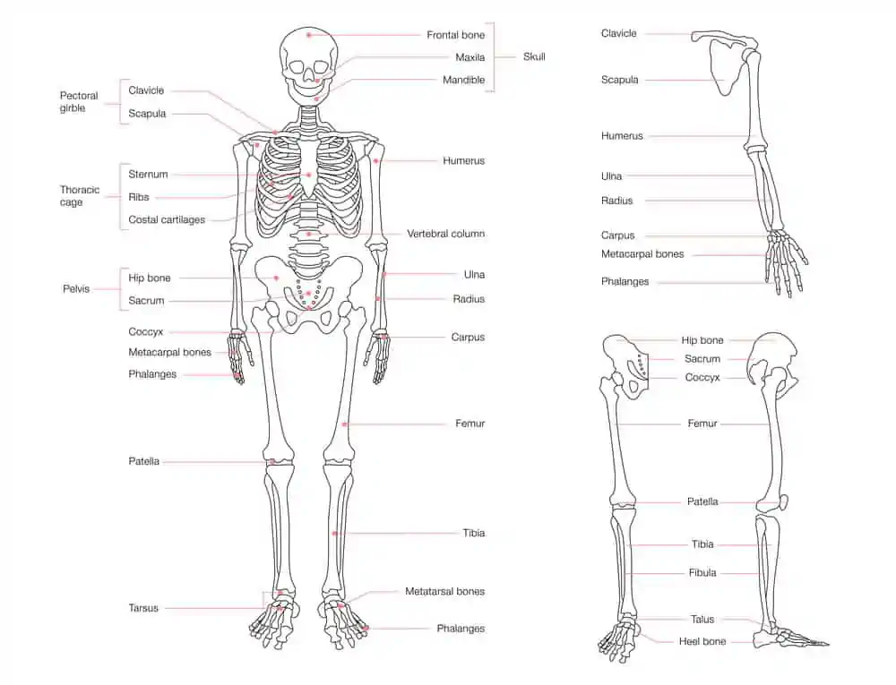 Skeletal system for kids
