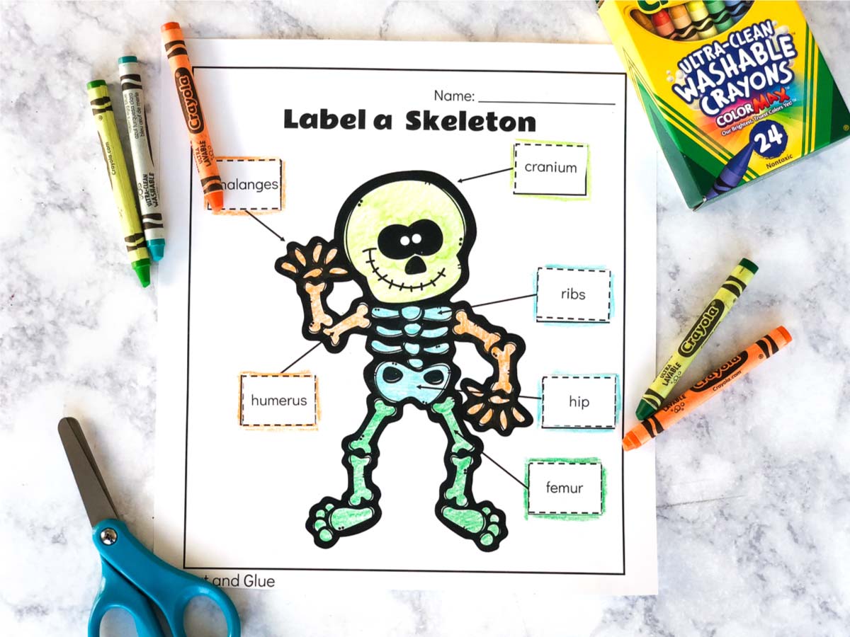 Free printable label a skeleton worksheet for kids