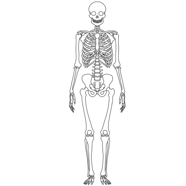 Skeletal system