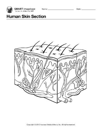 Human skin section human coloring book pages skin