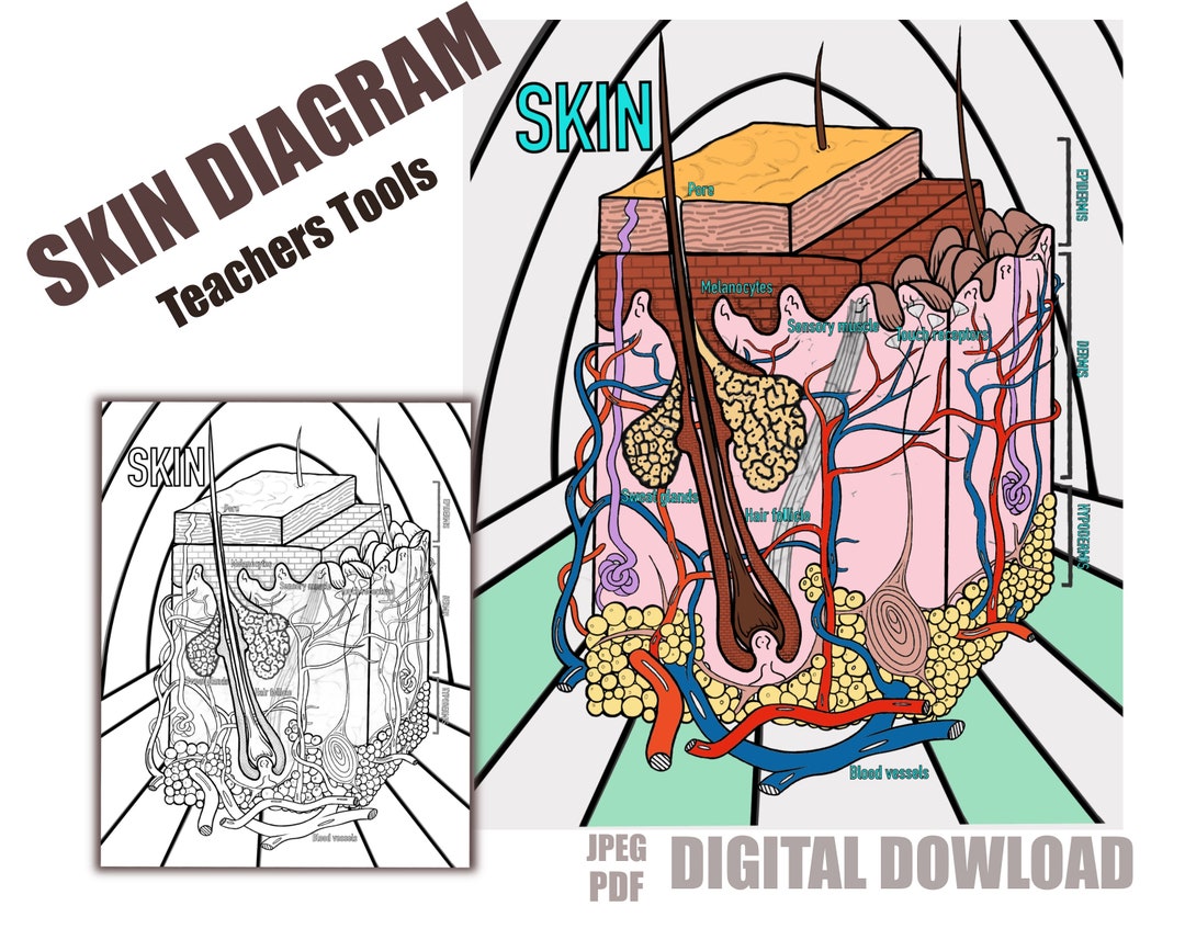 Skincare lesson skin diagram integumentary system anatomy cosmetology class teacher tools adult coloring book coloring pages