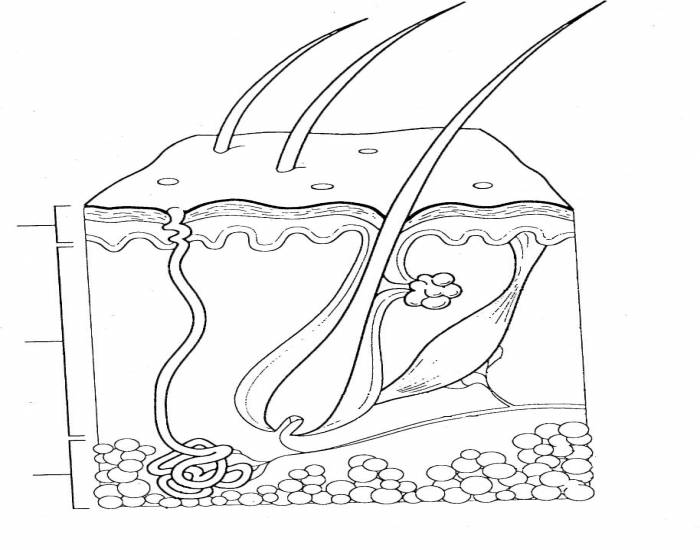 Skin diagram quiz