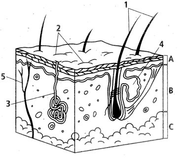 Biology human physiology ii skin diagram diagram