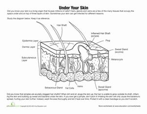 Skin diagram worksheet education skin anatomy life science human anatomy and physiology