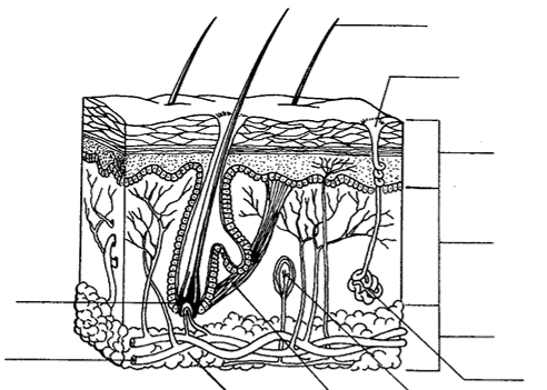 Skin diagram