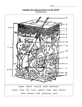 Skin diagram by sandra gibbs tpt