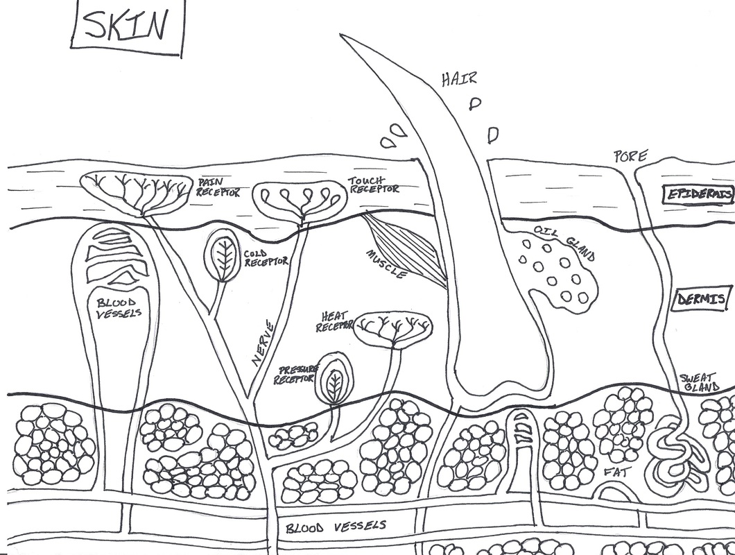 Integumentary