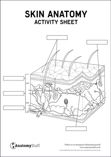 Skin anatomy activity sheet pdf