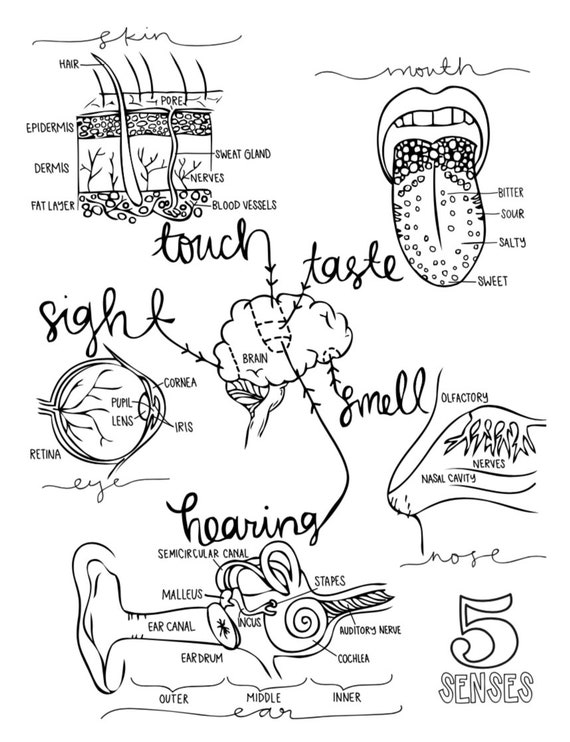 Anatomy coloring pages