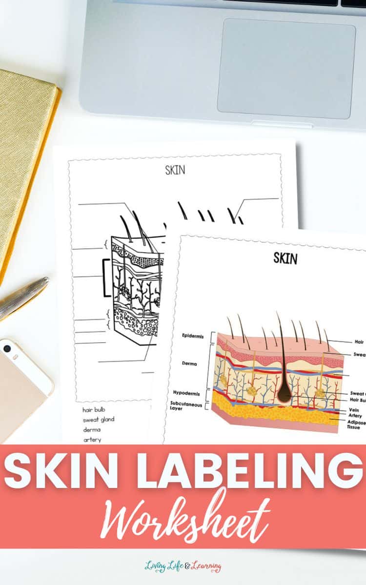 Skin labeling worksheet