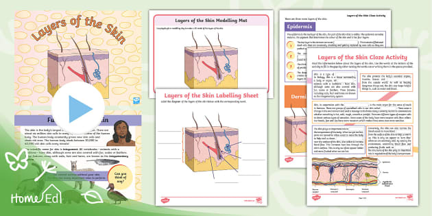 Layers of the skin resource pack teacher made